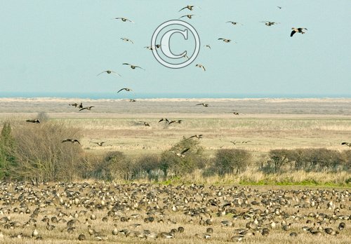 Pink-footed Geese on Stubble 6 DM0409